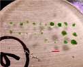 Show A15-5 - Kimberlite Indicator Minerals in New Window